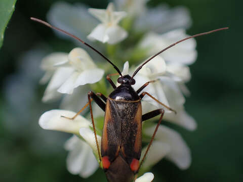 Adelphocoris seticornis (Fabricius 1775)的圖片