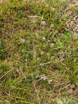 Image of viscid locoweed