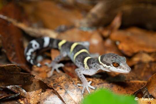 Image of Hainan Cave Gecko