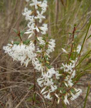 Sivun Styphelia exarrhena (F. Muell.) F. Muell. kuva