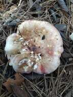 Image of Russula torulosa Bres. 1929