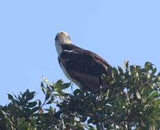 Image of Pandion haliaetus ridgwayi Maynard 1887