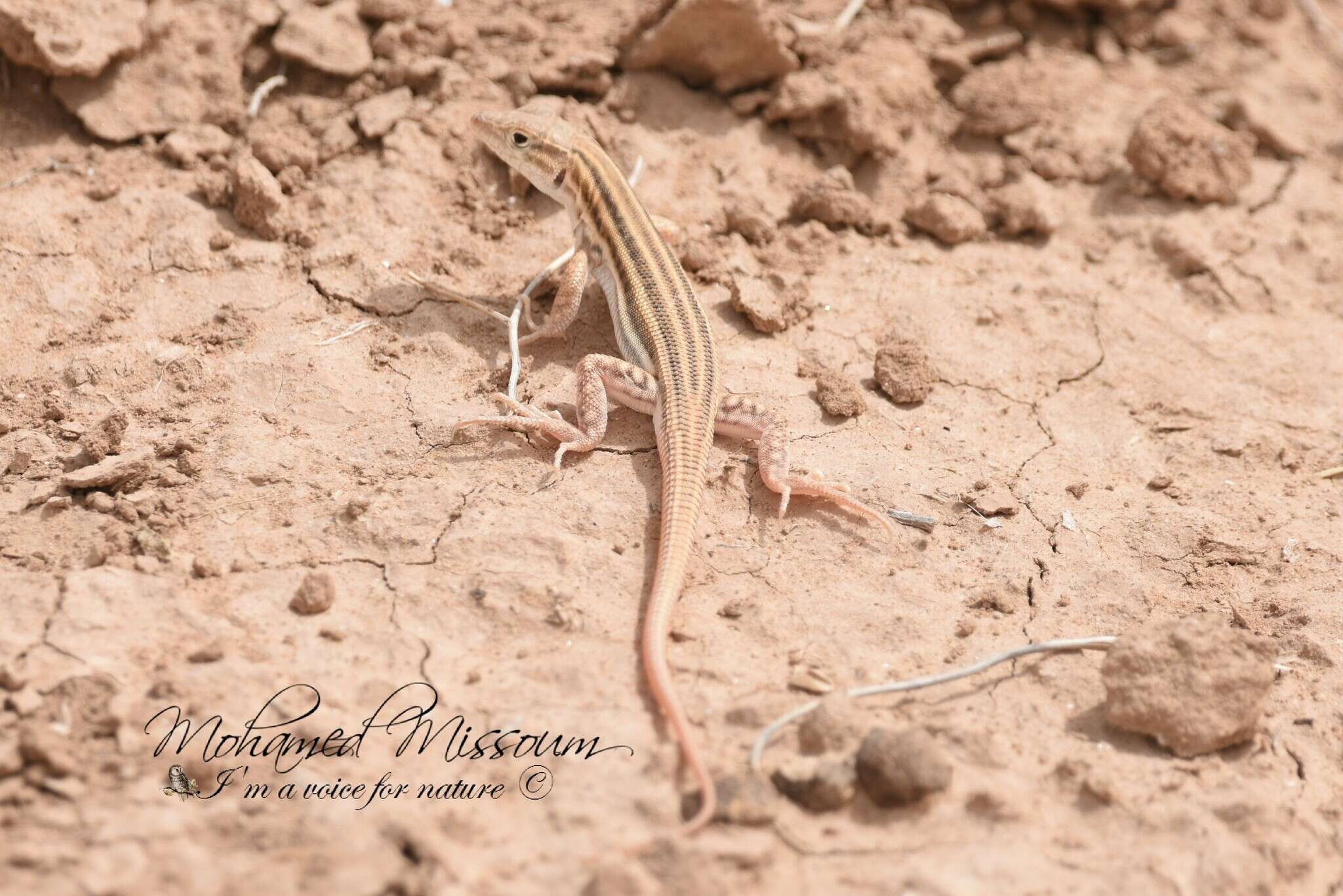 Image of Bosk’s fringe-toed lizard