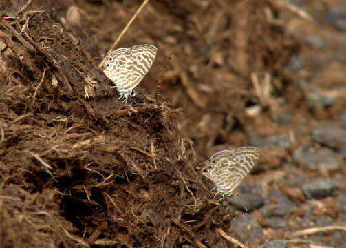 Image of Lang's Short-tailed Blue