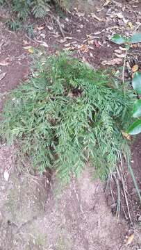 Image of Asplenium haurakiense (Brownsey) Ogle