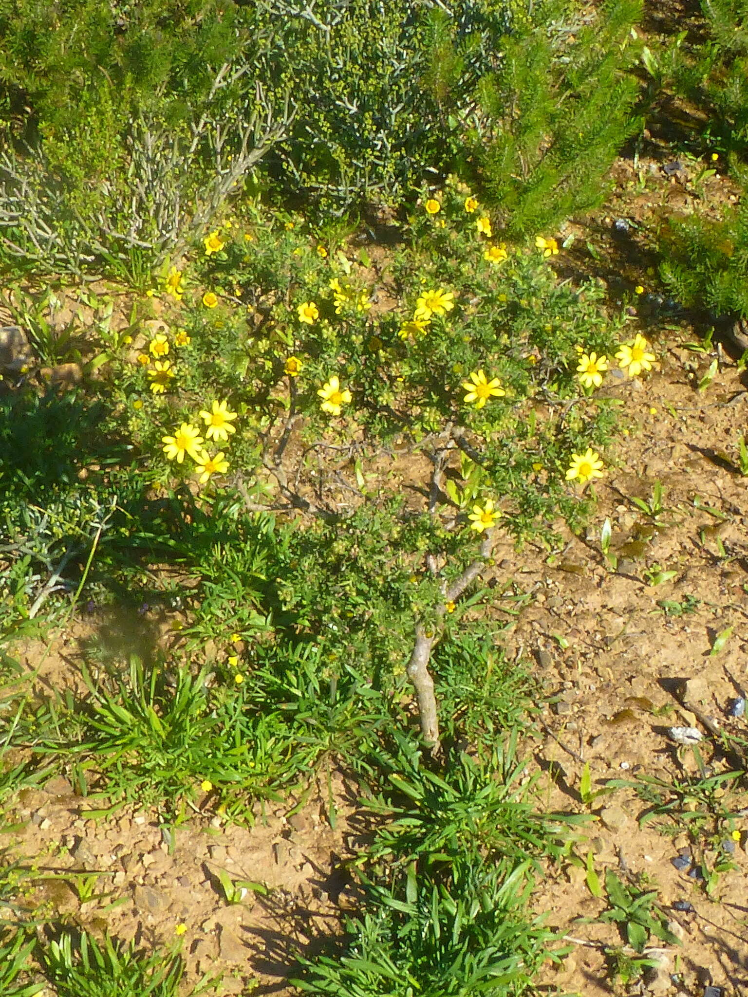 Image of Osteospermum spinosum L.