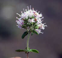 Image of Thymus collinus M. Bieb.