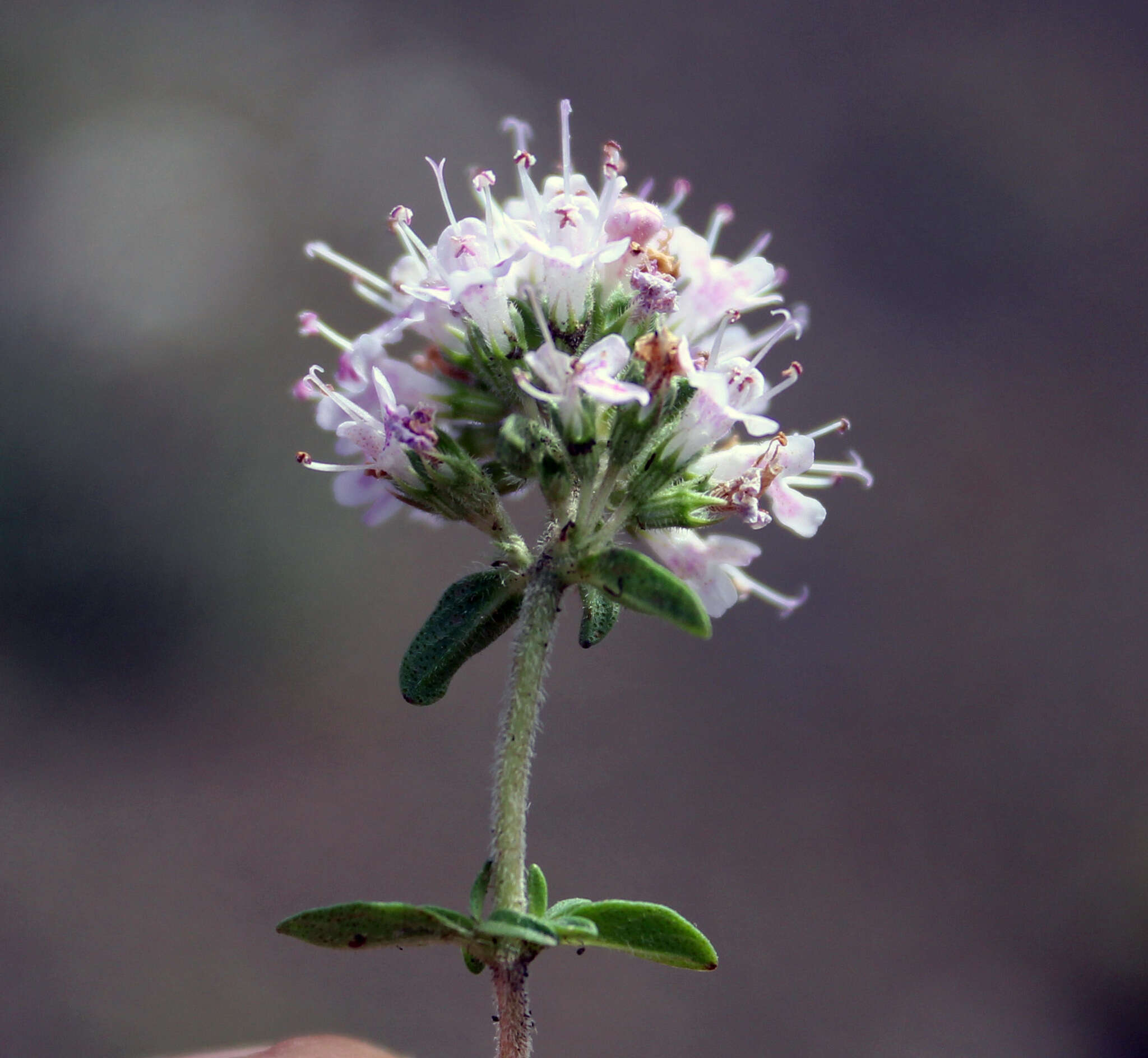 Image of Thymus collinus M. Bieb.