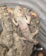 Слика од Uroplatus sameiti Böhme & Ibisch 1990