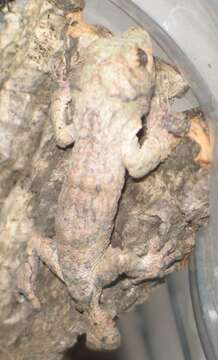 صورة Uroplatus sameiti Böhme & Ibisch 1990