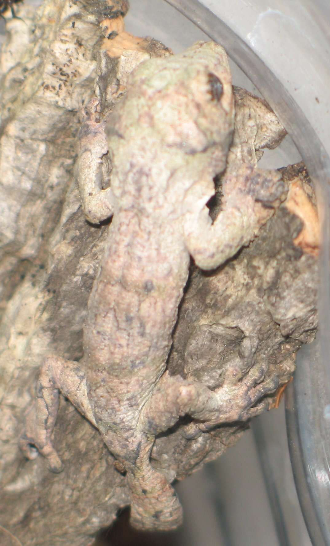 Слика од Uroplatus sameiti Böhme & Ibisch 1990