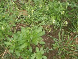 Image of Mouse-ear Cress