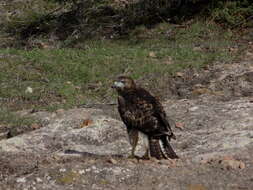 Image of Buteo jamaicensis kemsiesi Oberholser 1959