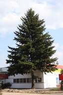 Image of Douglas Fir