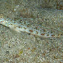 Image of Cheek-streaked goby