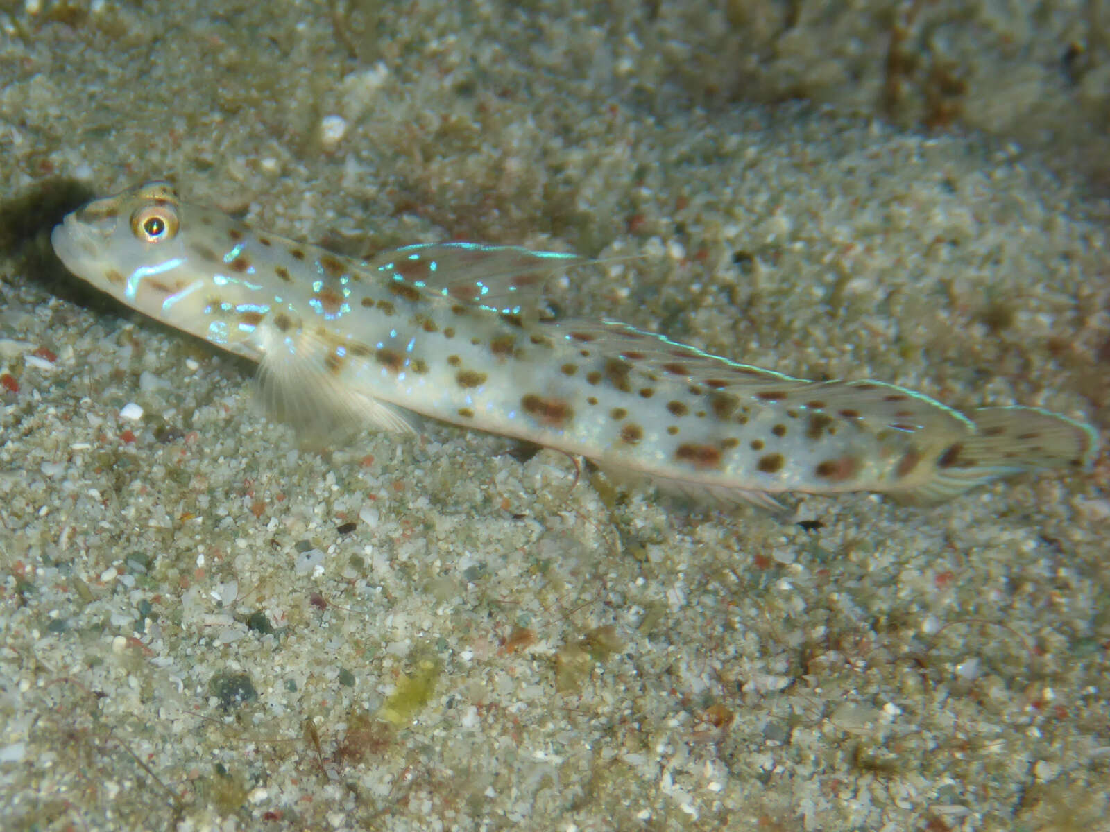 Image of Cheek-streaked goby