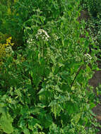 Image of lesser snakeroot