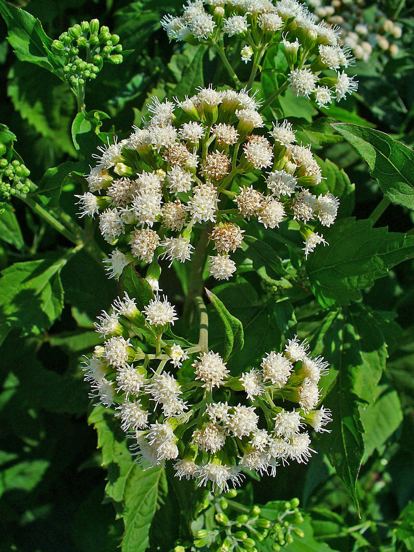 Image of lesser snakeroot