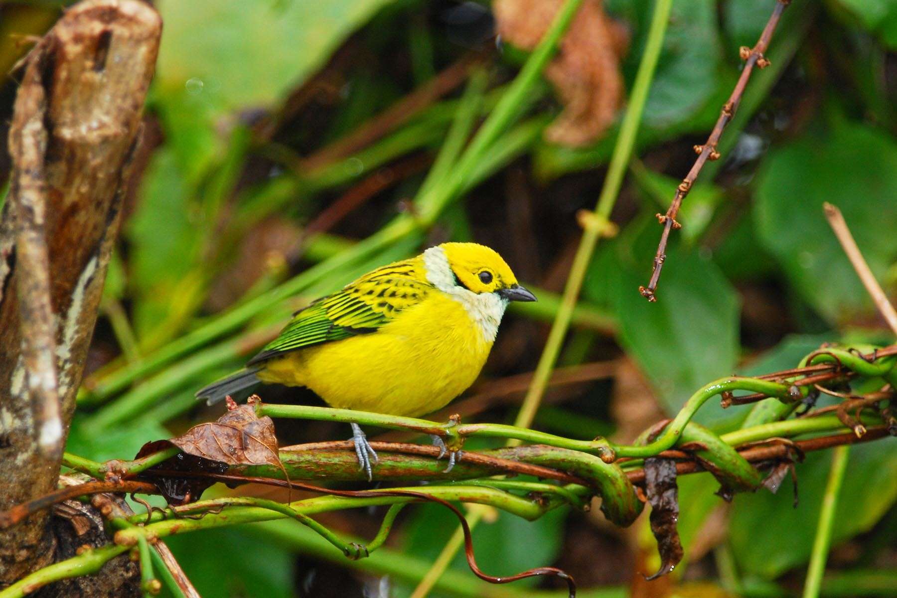 Image of Silver-throated Tanager