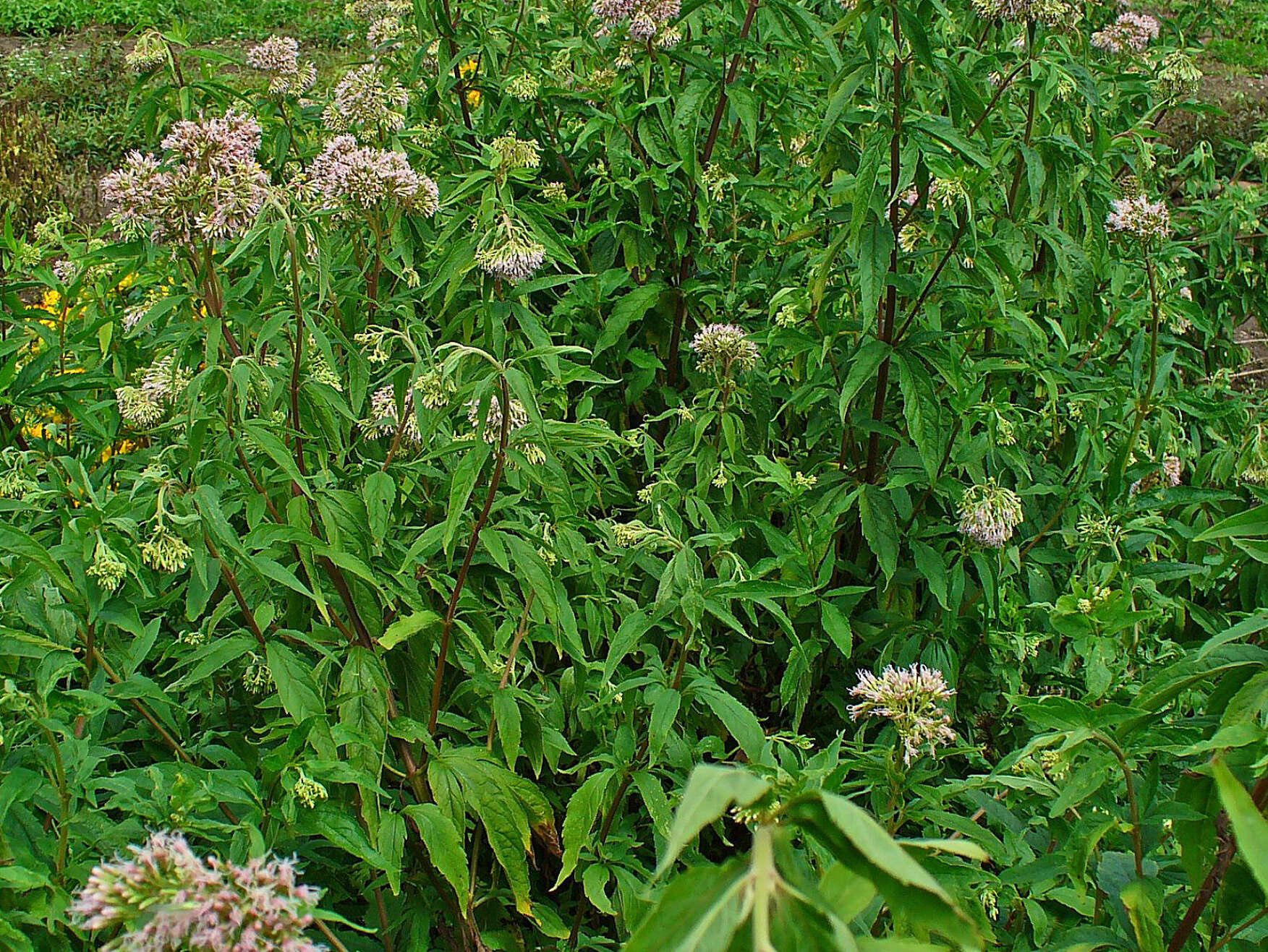 Image of hemp agrimony