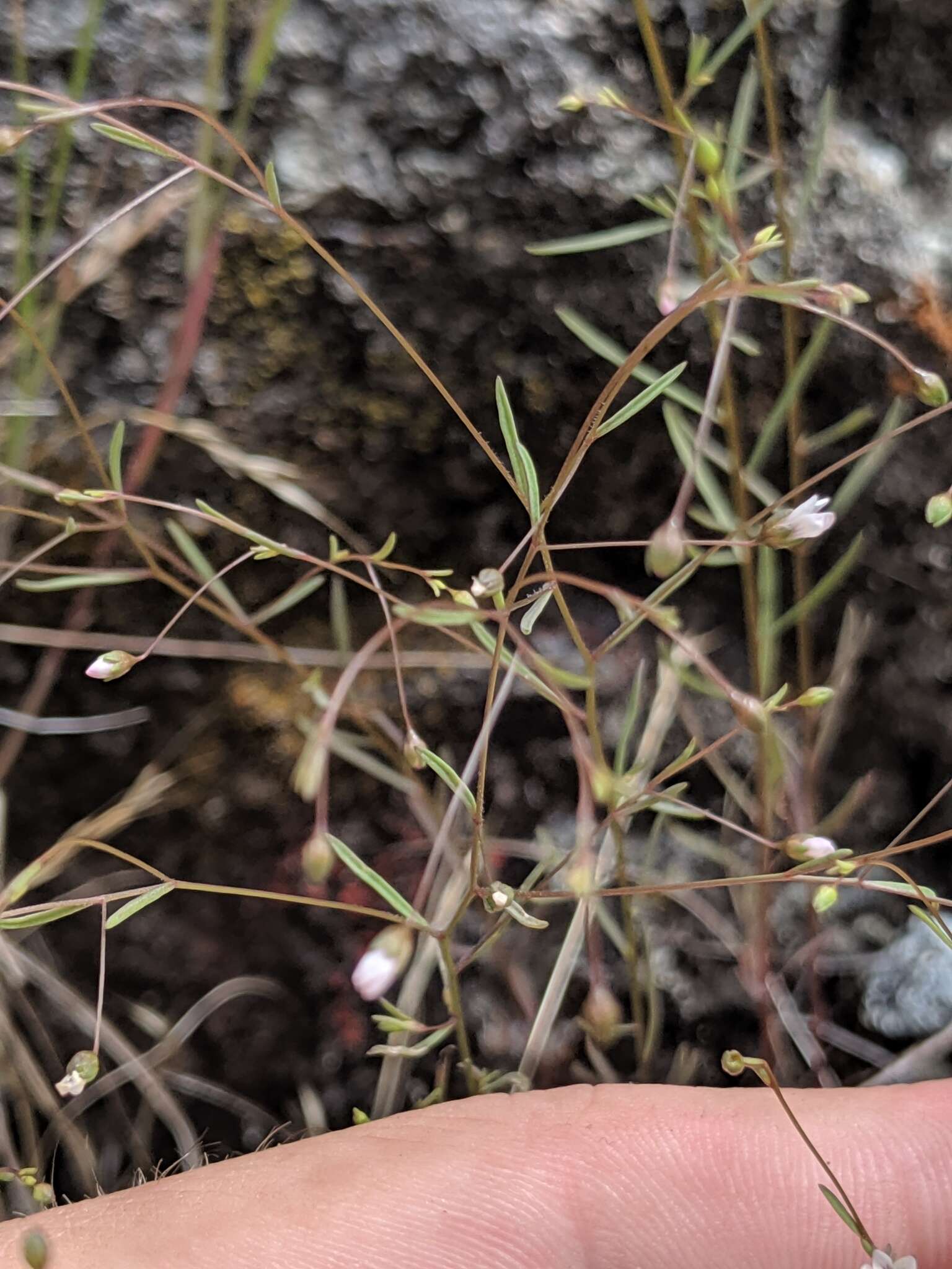 Image of smallflower dwarf-flax