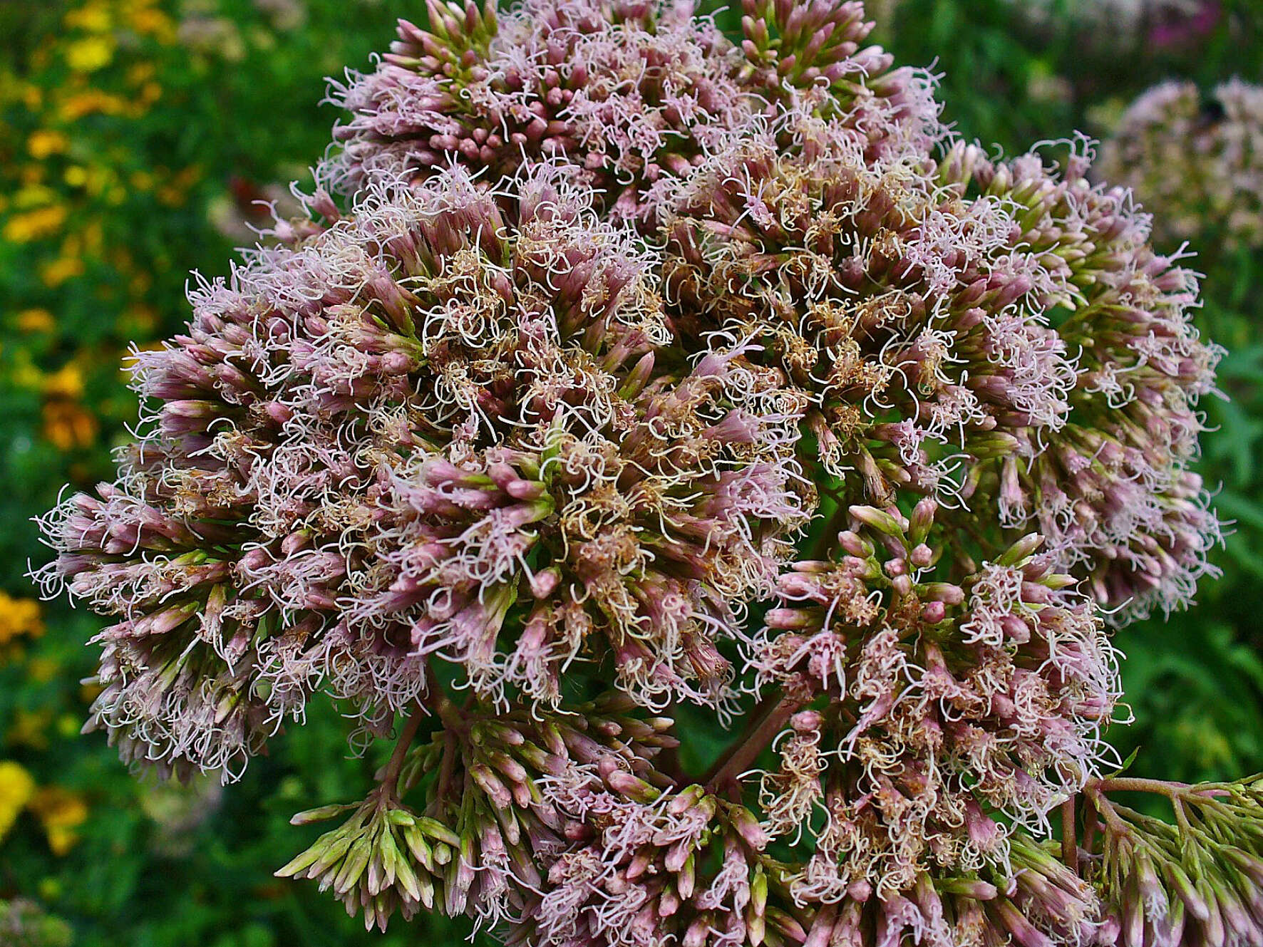 Image of hemp agrimony