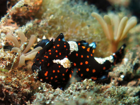 Image of Wartskin anglerfish