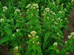 Image of common boneset