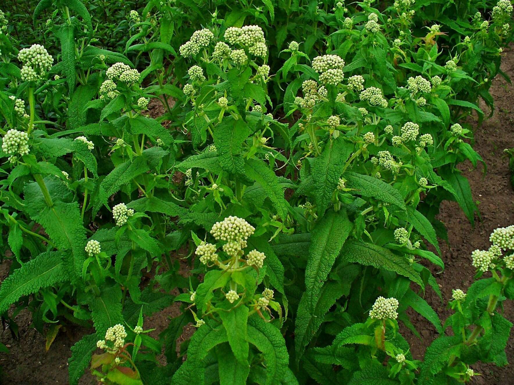 Image of common boneset