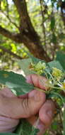 Image of Montanoa leucantha subsp. arborescens (A. P. DC.) V. A. Funk