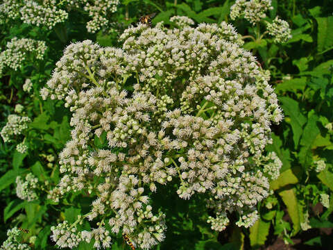 Image of common boneset