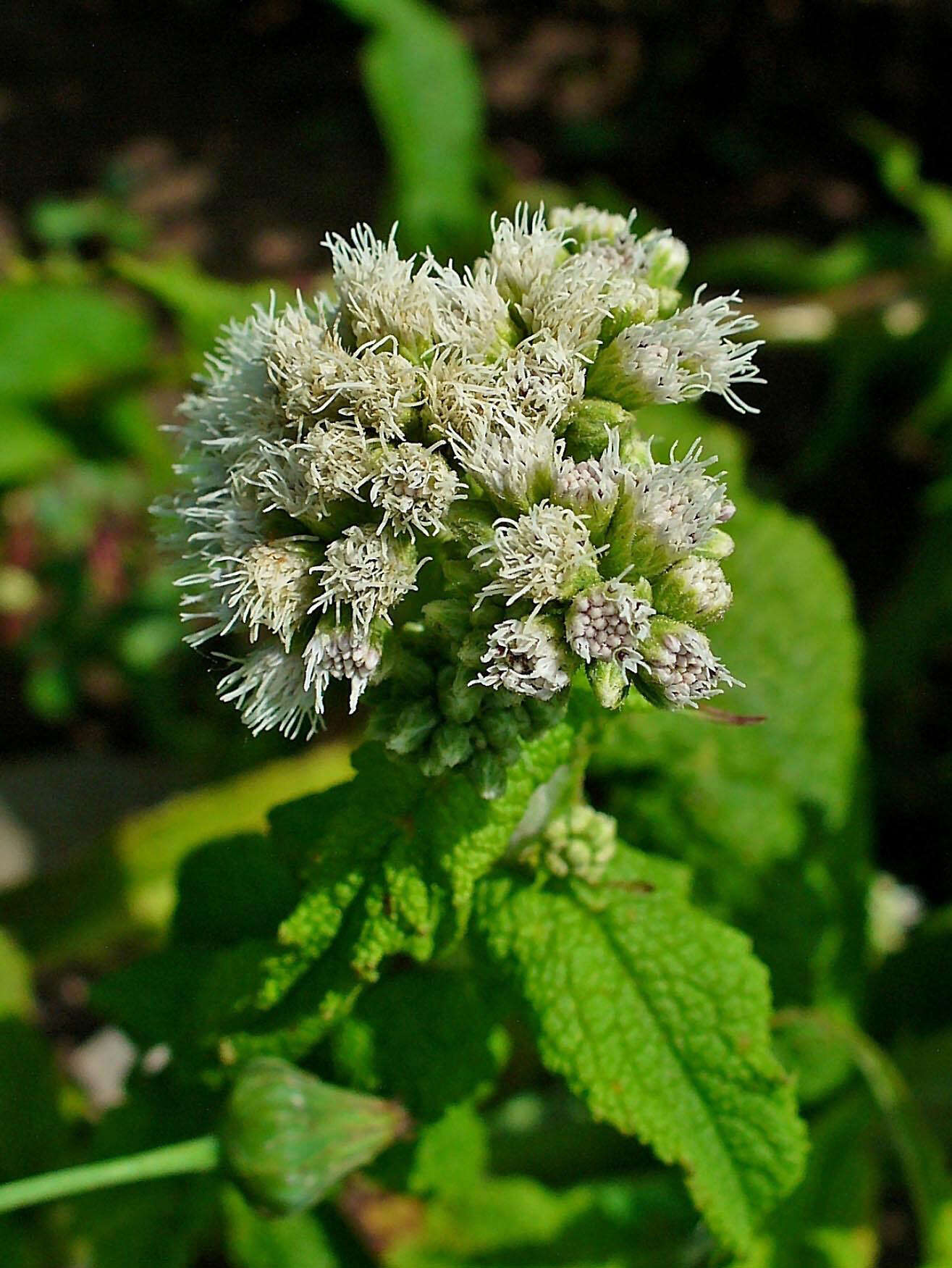 Image of common boneset