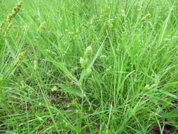 Image of Hirsute Sedge