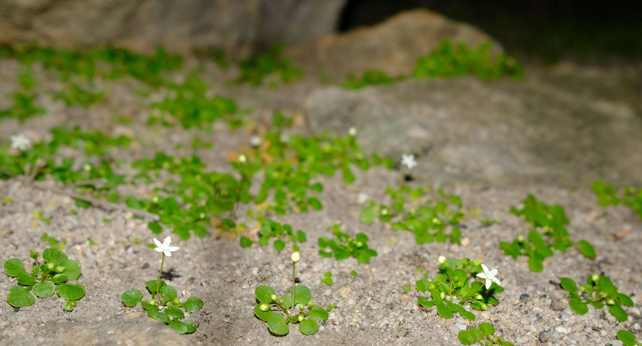 Image of Crassula dentata Thunb.