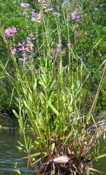 Physostegia leptophylla Small的圖片