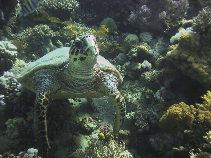 Image of Eretmochelys