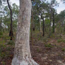 Слика од Eucalyptus pachycalyx subsp. pachycalyx