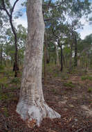 Слика од Eucalyptus pachycalyx subsp. pachycalyx