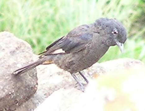 Image of Rock thrush