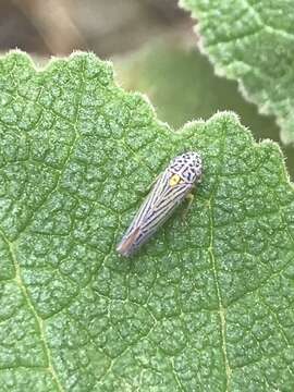 Image of Graphocephala aurora (Baker 1898)