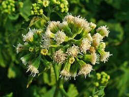 Plancia ëd Ageratina altissima (L.) R. King & H. Rob.