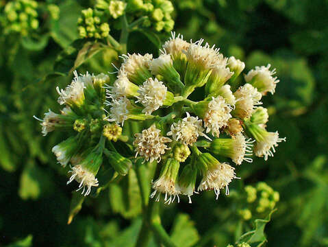 Image of white snakeroot