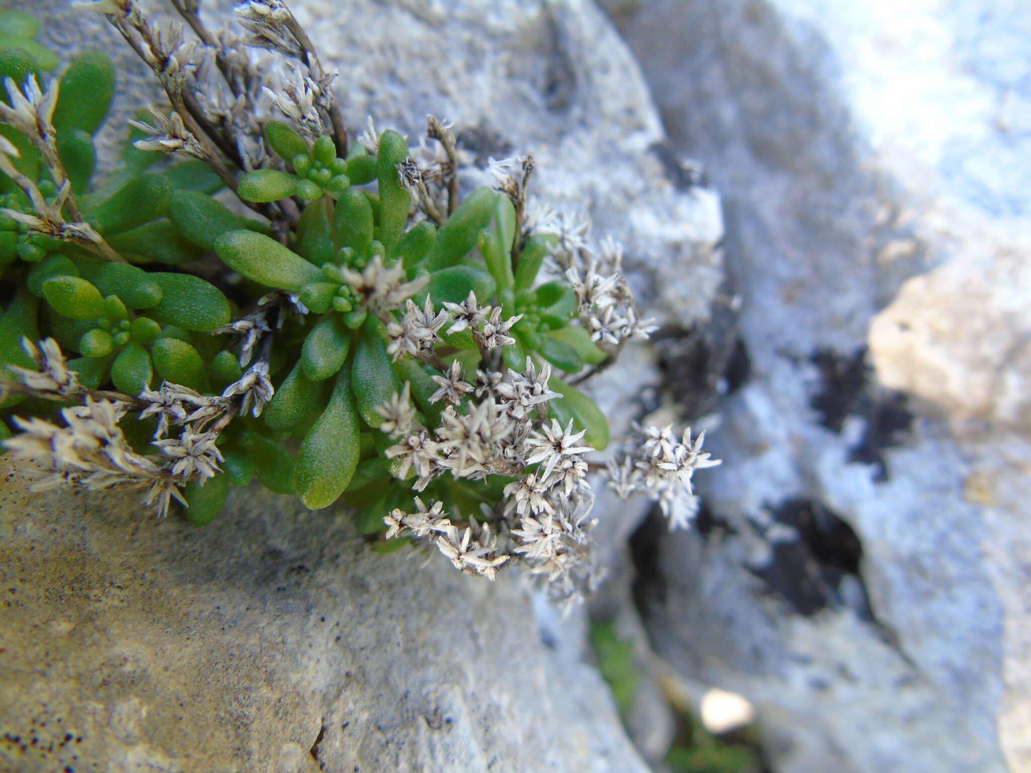 Imagem de Sedum litoreum Guss.