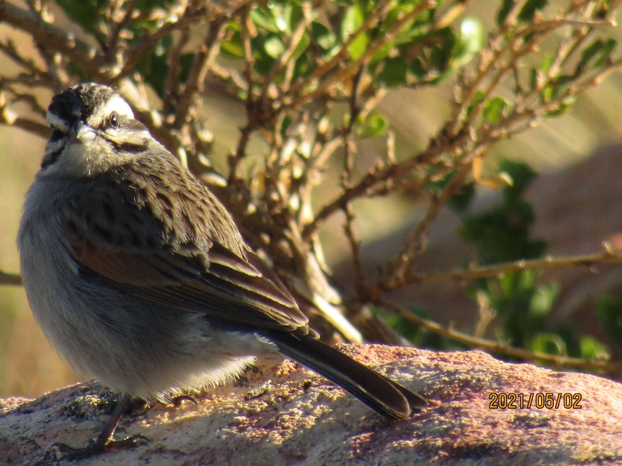 Image of Cape Bunting