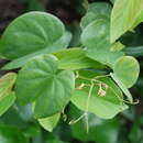 Image of Bauhinia japonica Maxim.