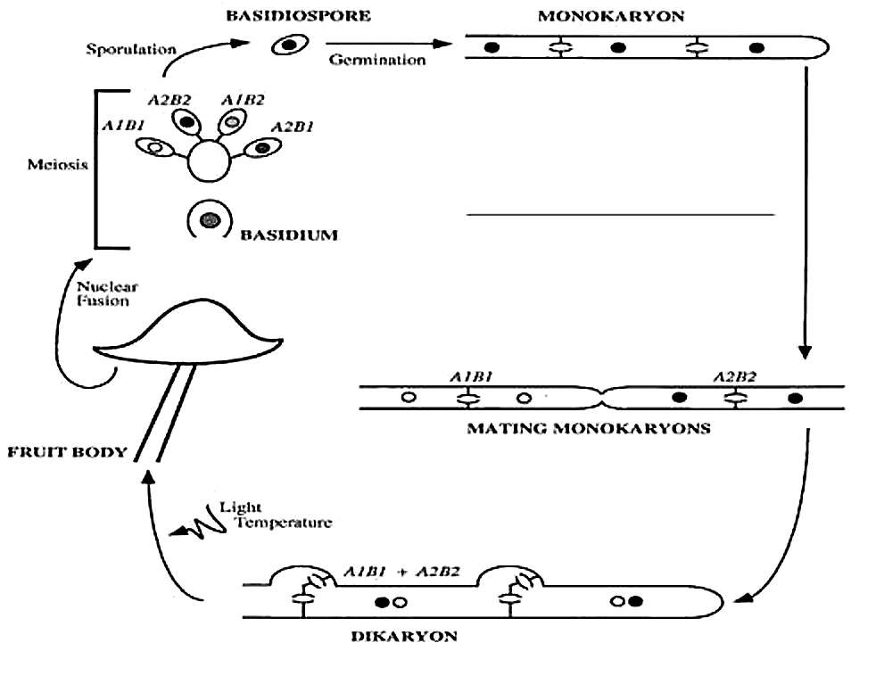 Image of Pleurotus