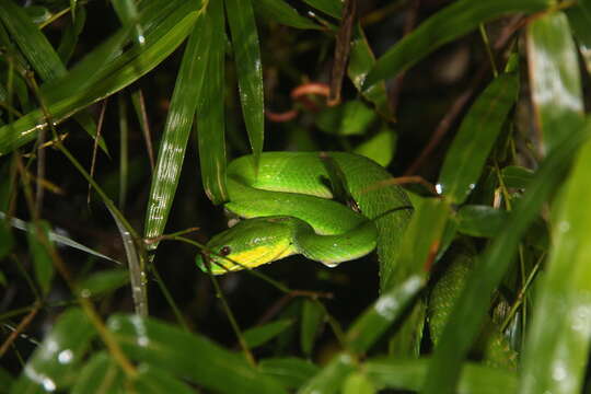 Image of White-lipped island pitviper