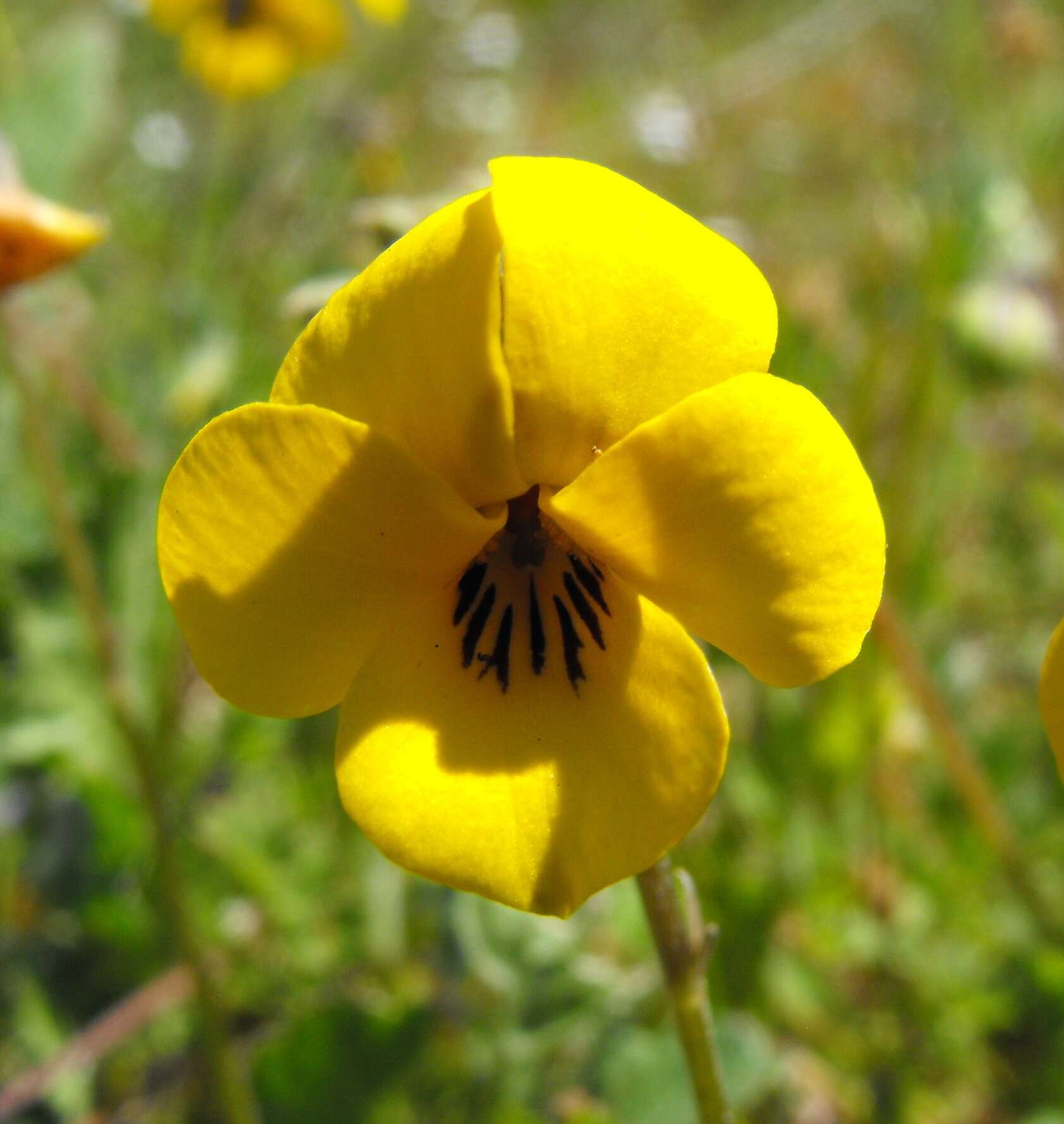 Viola pedunculata Torr. & Gray resmi