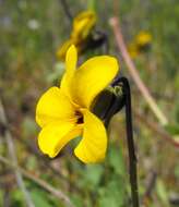 Viola pedunculata Torr. & Gray resmi