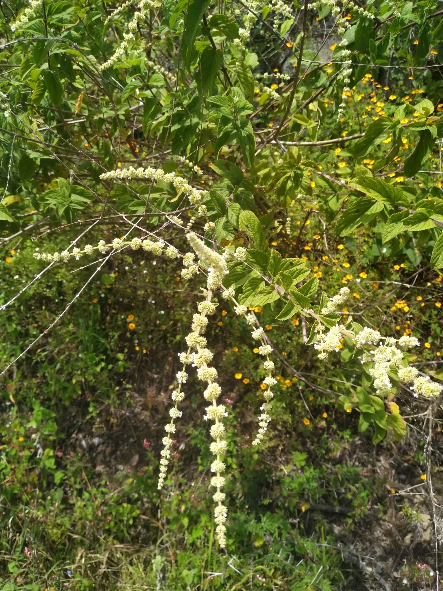 Image of Asterohyptis stellulata (Benth.) Epling